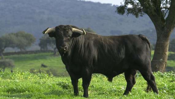 La Universidad Complutense revela que la especie bovina comparte con los seres humanos genes de agresividad